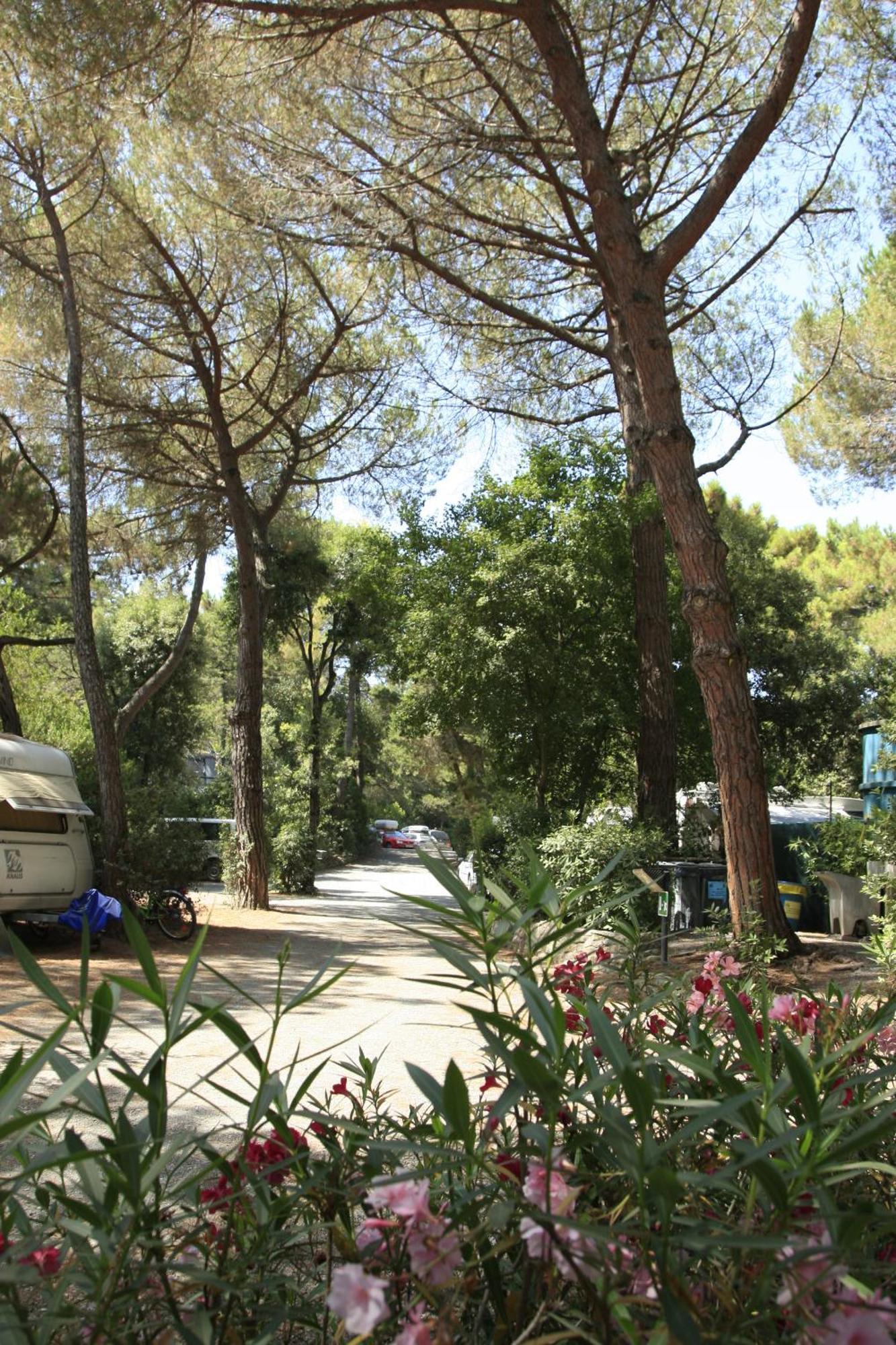 Camping Casa Di Caccia Marina Di Bibbona Exteriér fotografie