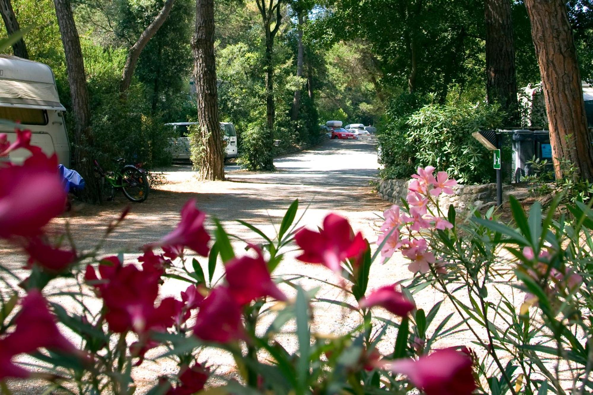 Camping Casa Di Caccia Marina Di Bibbona Exteriér fotografie